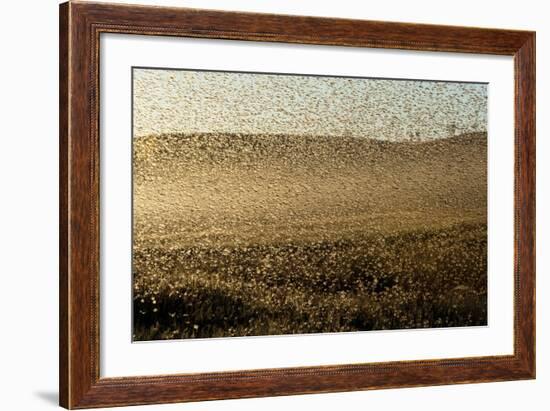 Locust Plague (Locusta Migratoria Capito) Threatens Crops in South Madagascar, June 2010-Inaki Relanzon-Framed Photographic Print