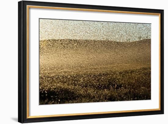 Locust Plague (Locusta Migratoria Capito) Threatens Crops in South Madagascar, June 2010-Inaki Relanzon-Framed Photographic Print