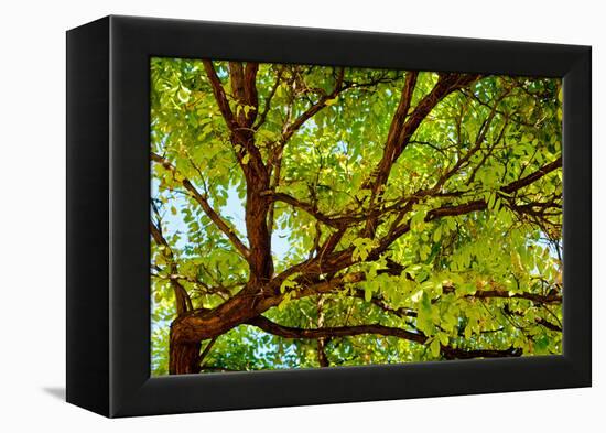 Locust Tree Close-Up Background.-adistock-Framed Premier Image Canvas