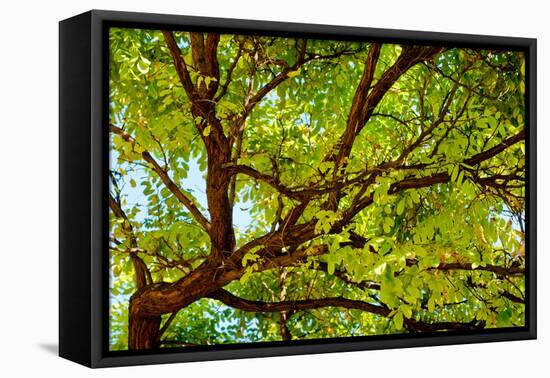 Locust Tree Close-Up Background.-adistock-Framed Premier Image Canvas