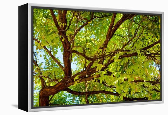 Locust Tree Close-Up Background.-adistock-Framed Premier Image Canvas