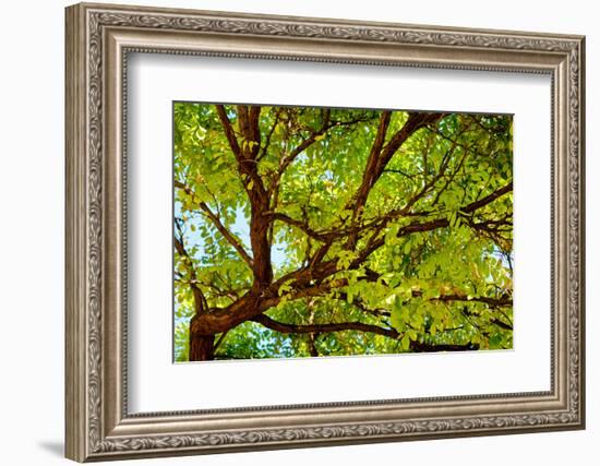 Locust Tree Close-Up Background.-adistock-Framed Photographic Print