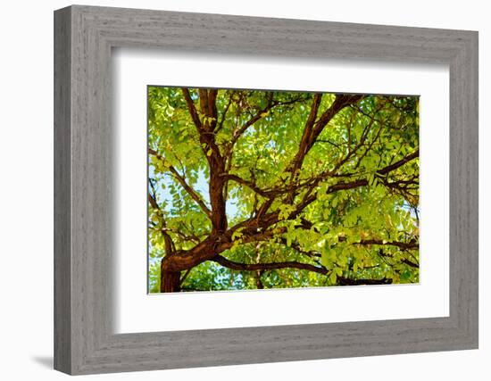 Locust Tree Close-Up Background.-adistock-Framed Photographic Print