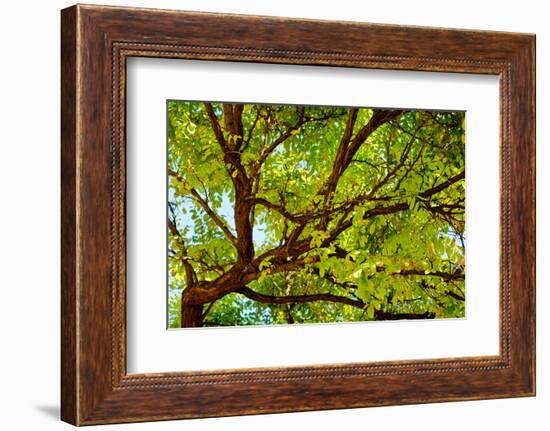Locust Tree Close-Up Background.-adistock-Framed Photographic Print
