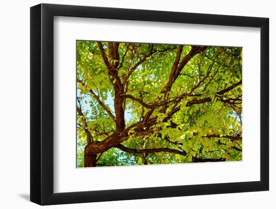 Locust Tree Close-Up Background.-adistock-Framed Photographic Print