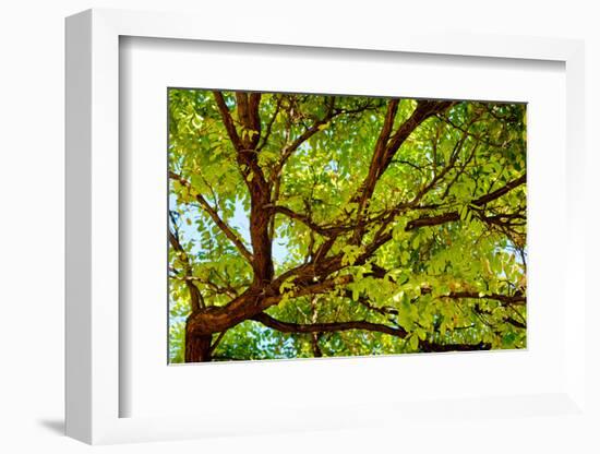 Locust Tree Close-Up Background.-adistock-Framed Photographic Print