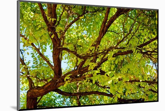 Locust Tree Close-Up Background.-adistock-Mounted Photographic Print