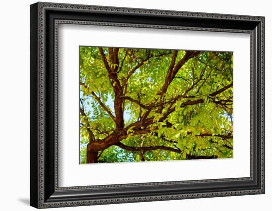 Locust Tree Close-Up Background.-adistock-Framed Photographic Print