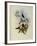 Loddiges' Plover-Crest, Cephalepis Loddigesi-John Gould-Framed Giclee Print
