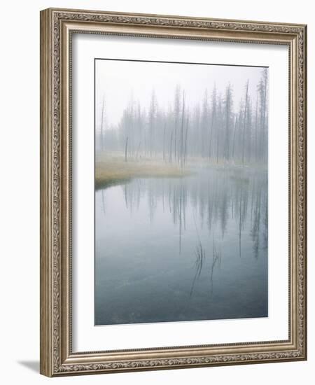 Lodge Pole Pines Along Fire Hole Lake, Yellowstone NP, Wyoming-Greg Probst-Framed Photographic Print