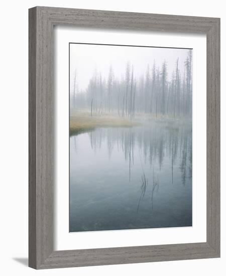 Lodge Pole Pines Along Fire Hole Lake, Yellowstone NP, Wyoming-Greg Probst-Framed Photographic Print