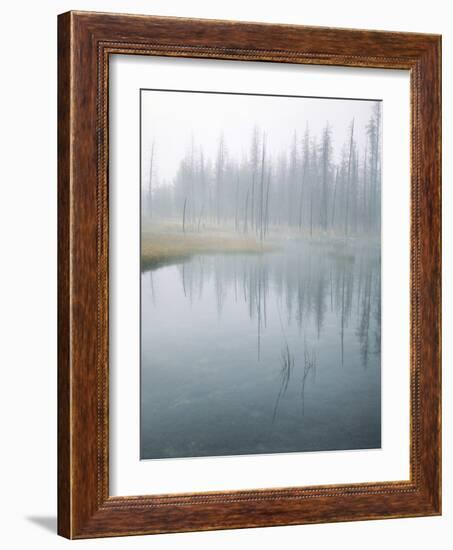 Lodge Pole Pines Along Fire Hole Lake, Yellowstone NP, Wyoming-Greg Probst-Framed Photographic Print