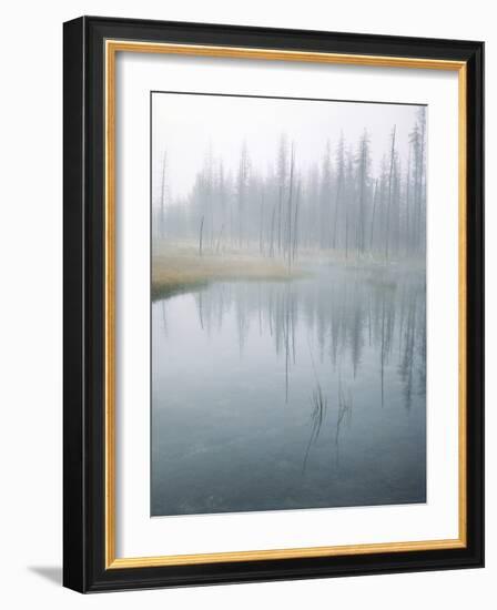Lodge Pole Pines Along Fire Hole Lake, Yellowstone NP, Wyoming-Greg Probst-Framed Photographic Print