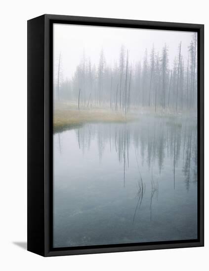 Lodge Pole Pines Along Fire Hole Lake, Yellowstone NP, Wyoming-Greg Probst-Framed Premier Image Canvas