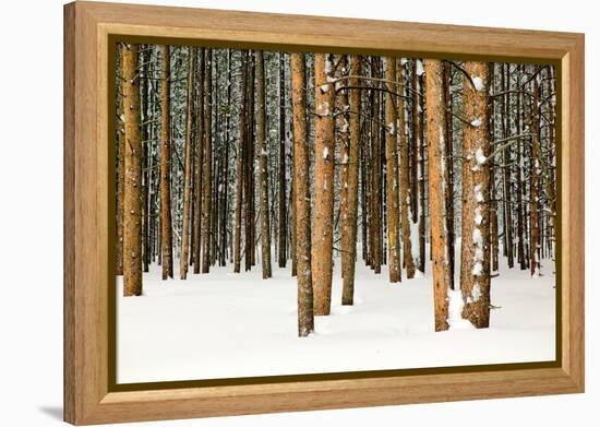Lodge Poles-Howard Ruby-Framed Premier Image Canvas