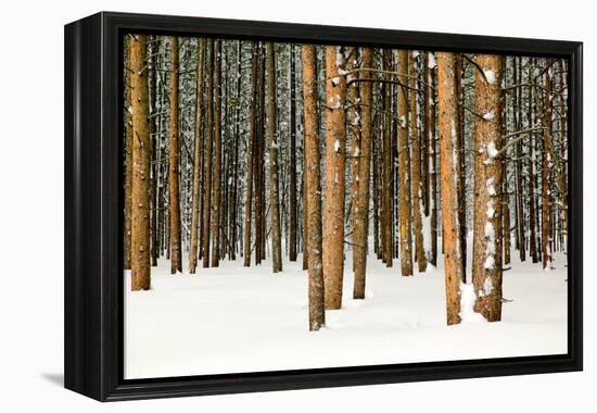 Lodge Poles-Howard Ruby-Framed Premier Image Canvas