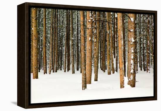 Lodge Poles-Howard Ruby-Framed Premier Image Canvas