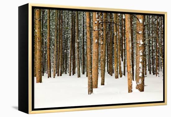 Lodge Poles-Howard Ruby-Framed Premier Image Canvas