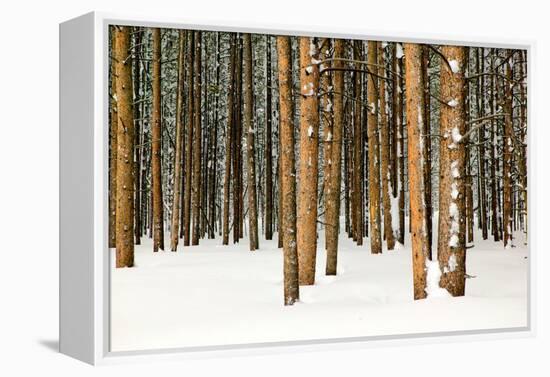 Lodge Poles-Howard Ruby-Framed Premier Image Canvas