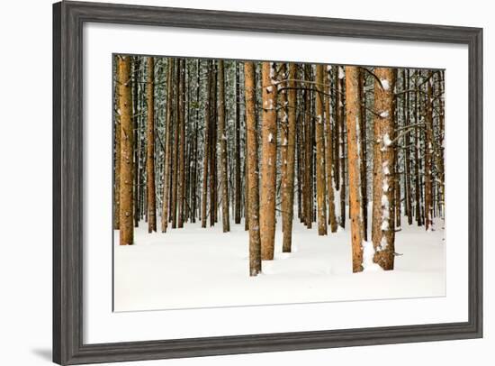 Lodge Poles-Howard Ruby-Framed Premium Photographic Print