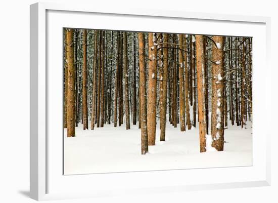 Lodge Poles-Howard Ruby-Framed Premium Photographic Print