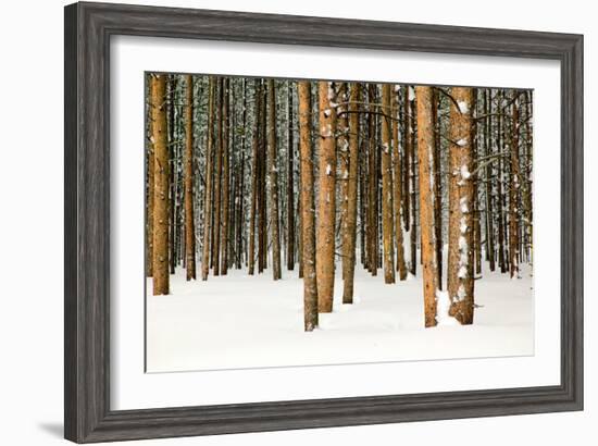 Lodge Poles-Howard Ruby-Framed Photographic Print