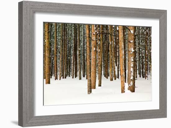 Lodge Poles-Howard Ruby-Framed Photographic Print