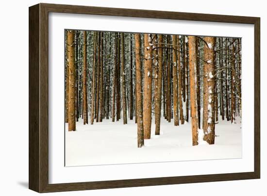 Lodge Poles-Howard Ruby-Framed Photographic Print