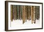 Lodge Poles-Howard Ruby-Framed Photographic Print