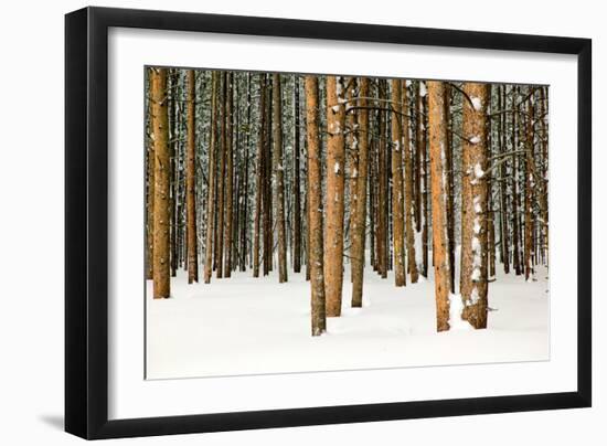 Lodge Poles-Howard Ruby-Framed Photographic Print