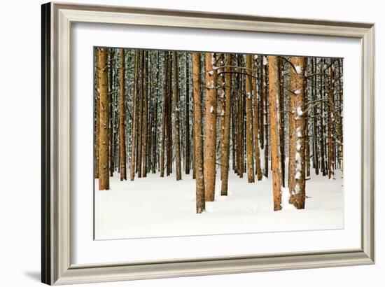 Lodge Poles-Howard Ruby-Framed Photographic Print