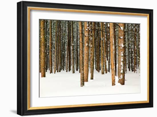 Lodge Poles-Howard Ruby-Framed Photographic Print