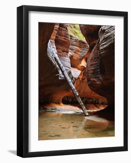 Lodged Tree Above The Subway In Zion National Park, Utah-Austin Cronnelly-Framed Photographic Print