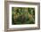 Lodgepole Pine Branch with Cones-Darrell Gulin-Framed Photographic Print