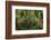 Lodgepole Pine Branch with Cones-Darrell Gulin-Framed Photographic Print