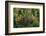 Lodgepole Pine Branch with Cones-Darrell Gulin-Framed Photographic Print