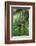 Lodgepole pine cones and catkins, Two Ribbons Trail, Yellowstone National Park, Wyoming, USA-Roddy Scheer-Framed Photographic Print