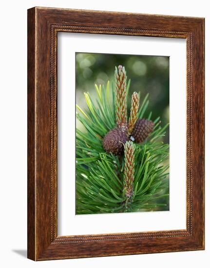 Lodgepole pine cones and catkins, Two Ribbons Trail, Yellowstone National Park, Wyoming, USA-Roddy Scheer-Framed Photographic Print