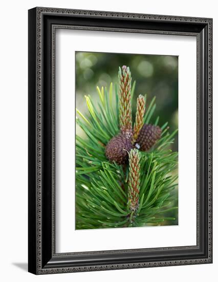 Lodgepole pine cones and catkins, Two Ribbons Trail, Yellowstone National Park, Wyoming, USA-Roddy Scheer-Framed Photographic Print