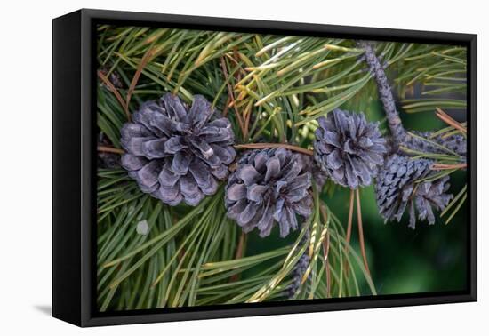 Lodgepole pine cones and needles, Lakeshore Trail, Colter Bay, Grand Tetons National Park, Wyoming-Roddy Scheer-Framed Premier Image Canvas