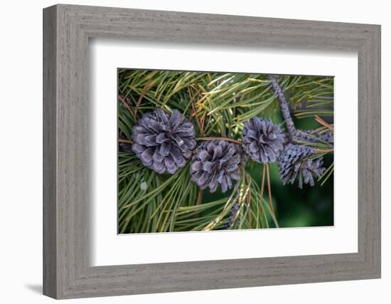 Lodgepole pine cones and needles, Lakeshore Trail, Colter Bay, Grand Tetons National Park, Wyoming-Roddy Scheer-Framed Photographic Print