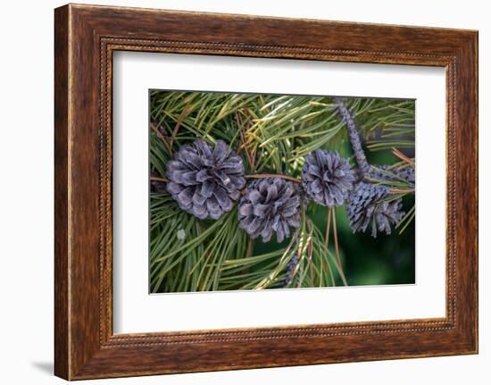 Lodgepole pine cones and needles, Lakeshore Trail, Colter Bay, Grand Tetons National Park, Wyoming-Roddy Scheer-Framed Photographic Print