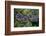 Lodgepole pine cones and needles, Lakeshore Trail, Colter Bay, Grand Tetons National Park, Wyoming-Roddy Scheer-Framed Photographic Print