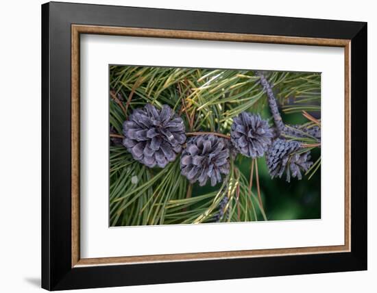 Lodgepole pine cones and needles, Lakeshore Trail, Colter Bay, Grand Tetons National Park, Wyoming-Roddy Scheer-Framed Photographic Print