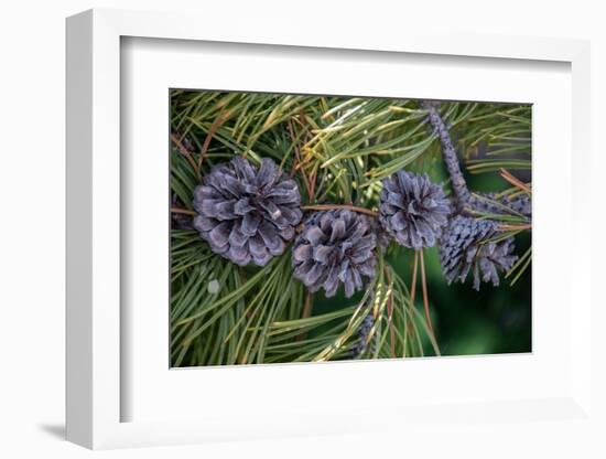 Lodgepole pine cones and needles, Lakeshore Trail, Colter Bay, Grand Tetons National Park, Wyoming-Roddy Scheer-Framed Photographic Print