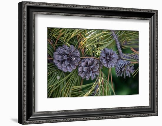 Lodgepole pine cones and needles, Lakeshore Trail, Colter Bay, Grand Tetons National Park, Wyoming-Roddy Scheer-Framed Photographic Print