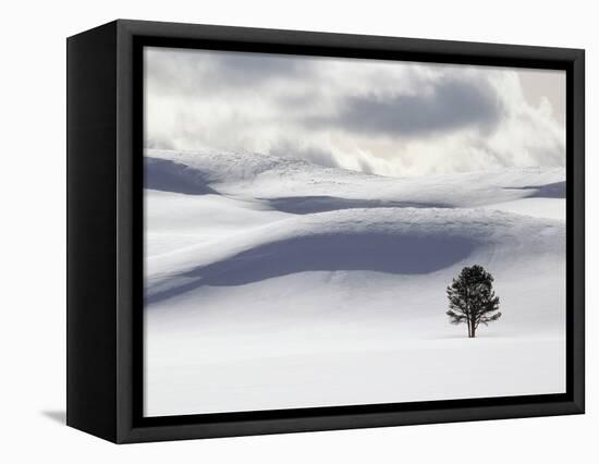 Lodgepole Pine in Snow-George Lepp-Framed Premier Image Canvas