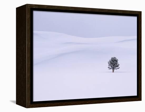 Lodgepole Pine in Snow-George Lepp-Framed Premier Image Canvas