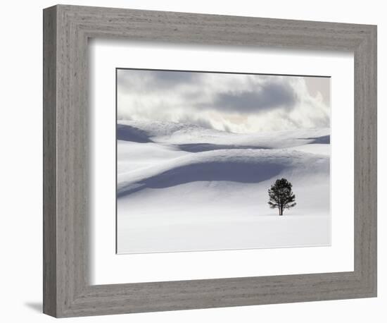 Lodgepole Pine in Snow-George Lepp-Framed Photographic Print