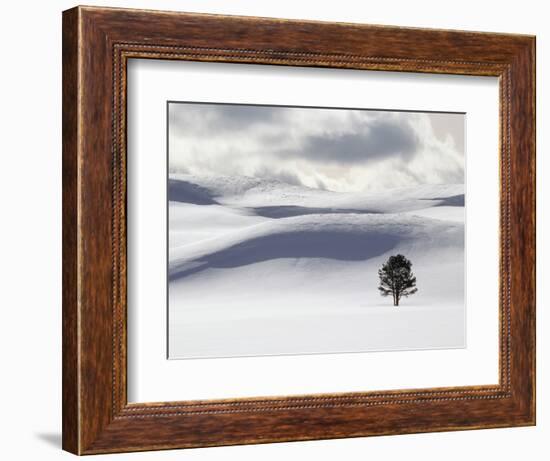 Lodgepole Pine in Snow-George Lepp-Framed Photographic Print